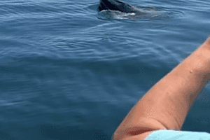 whale watching - cape cod