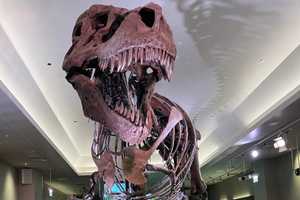 fun at the field museum