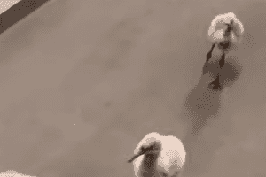 chilean flamingos at grassmere